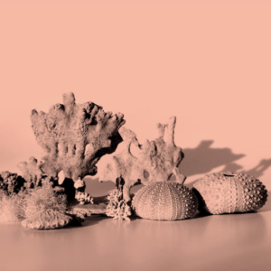 Un mundo sin nosotros 12