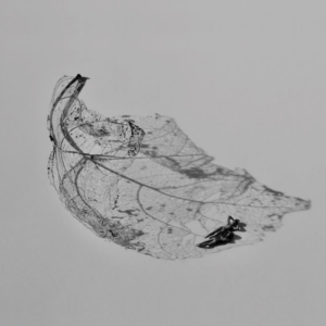 Un mundo sin nosotros 14